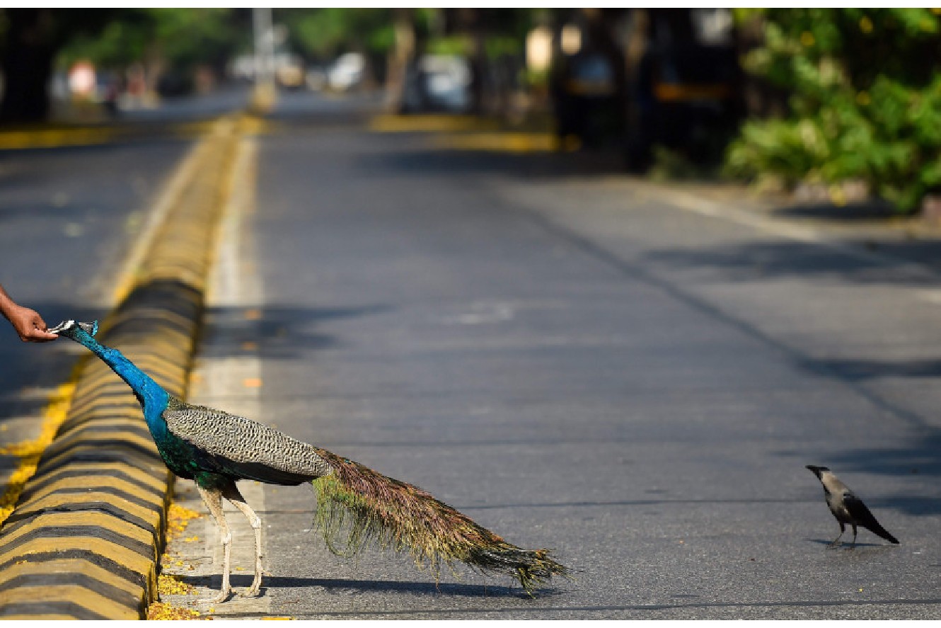 Human-Animal Conflict post COVID-19 | SCC Blog Human-Animal Conflict post COVID-19 | SCC Blog