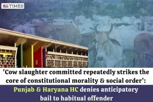 anticipatory bail in cow slaughter case