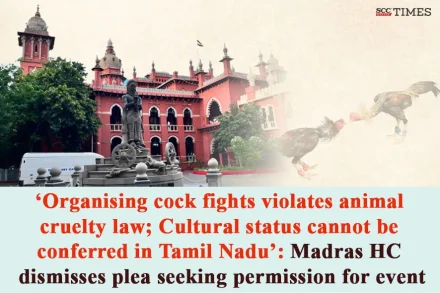cock fight