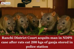 rats eat 200 kgs ganja